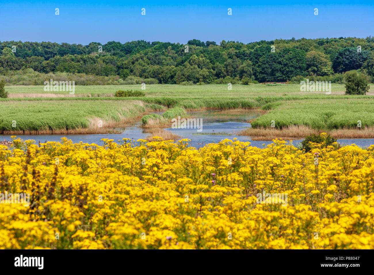 Blick über, Sümpfe an dunwich Suffolk UK Stockfoto