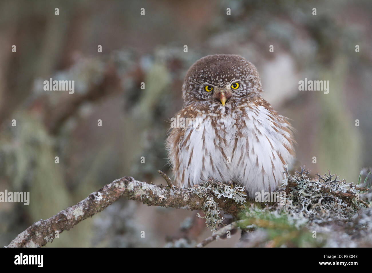 Eurasischen Pygmy-Owl - Sperlingskauz (Glaucidium passerinum passerinum ssp., Österreich, Erwachsene Stockfoto