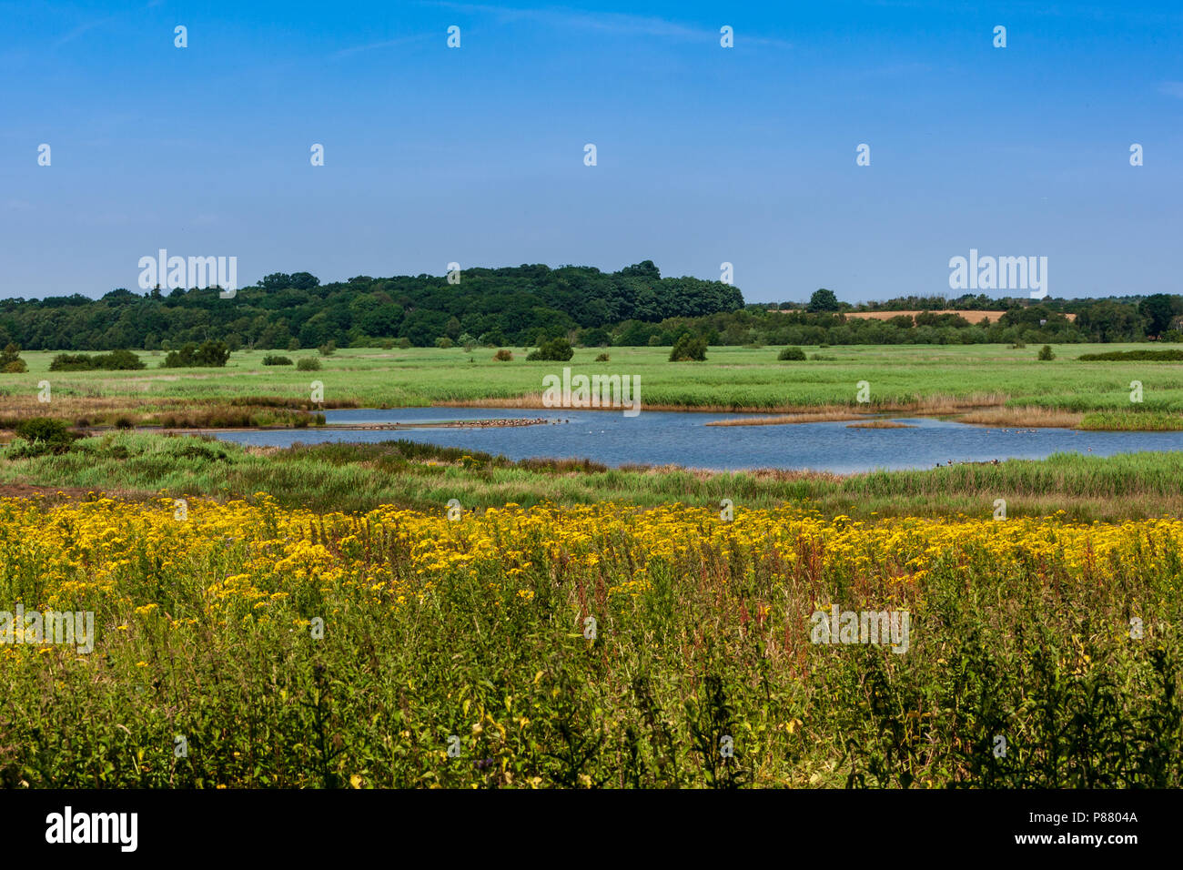 Blick über, Sümpfe an dunwich Suffolk UK Stockfoto