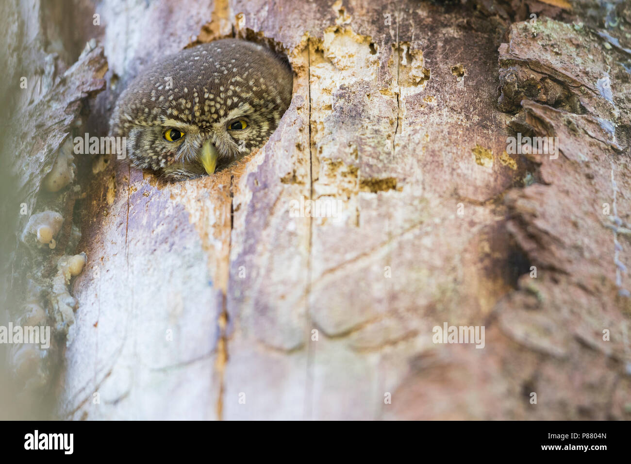 Eurasischen Pygmy-Owl - Sperlingskauz (Glaucidium passerinum passerinum ssp., Deutschland, Erwachsene, weibliche Stockfoto