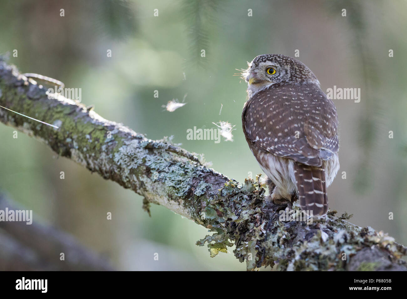 Eurasischen Pygmy-Owl - Sperlingskauz (Glaucidium passerinum passerinum ssp., Deutschland, Erwachsene, weibliche Stockfoto