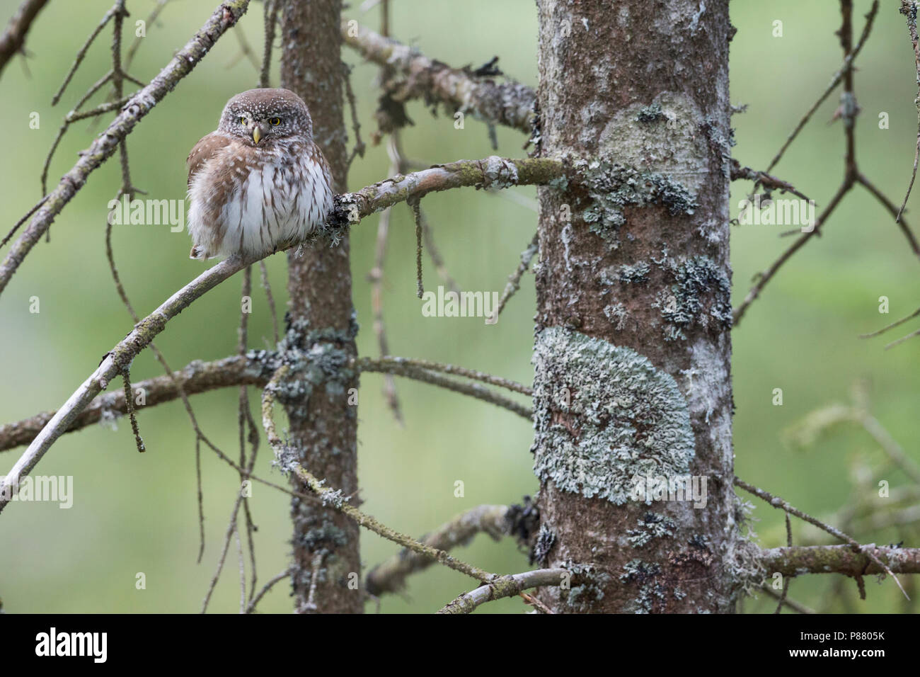 Eurasischen Pygmy-Owl - Sperlingskauz (Glaucidium passerinum passerinum ssp., Deutschland, Erwachsene Stockfoto