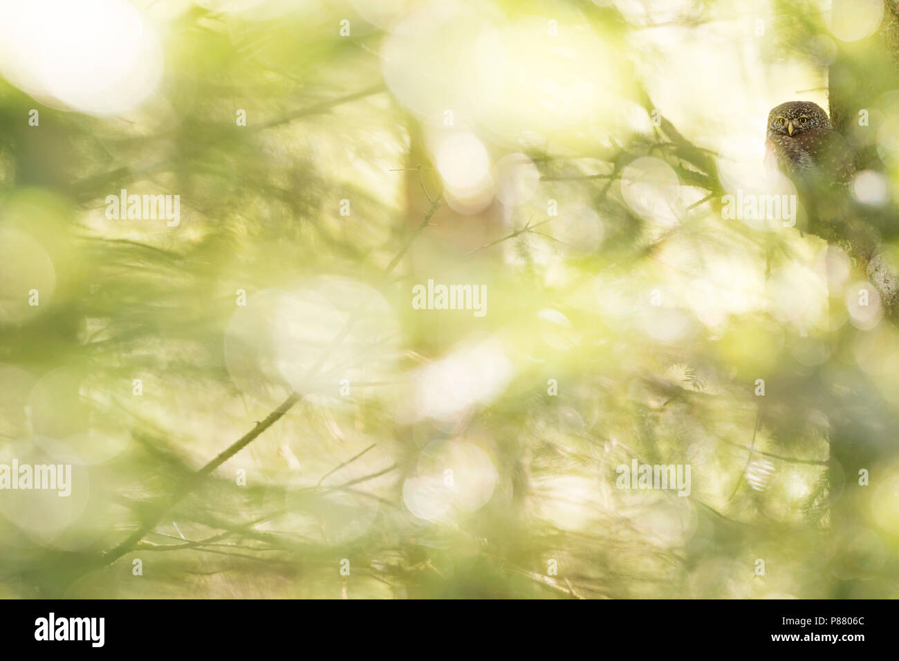 Eurasischen Pygmy-Owl - Sperlingskauz (Glaucidium passerinum passerinum ssp., Deutschland, Erwachsene Stockfoto