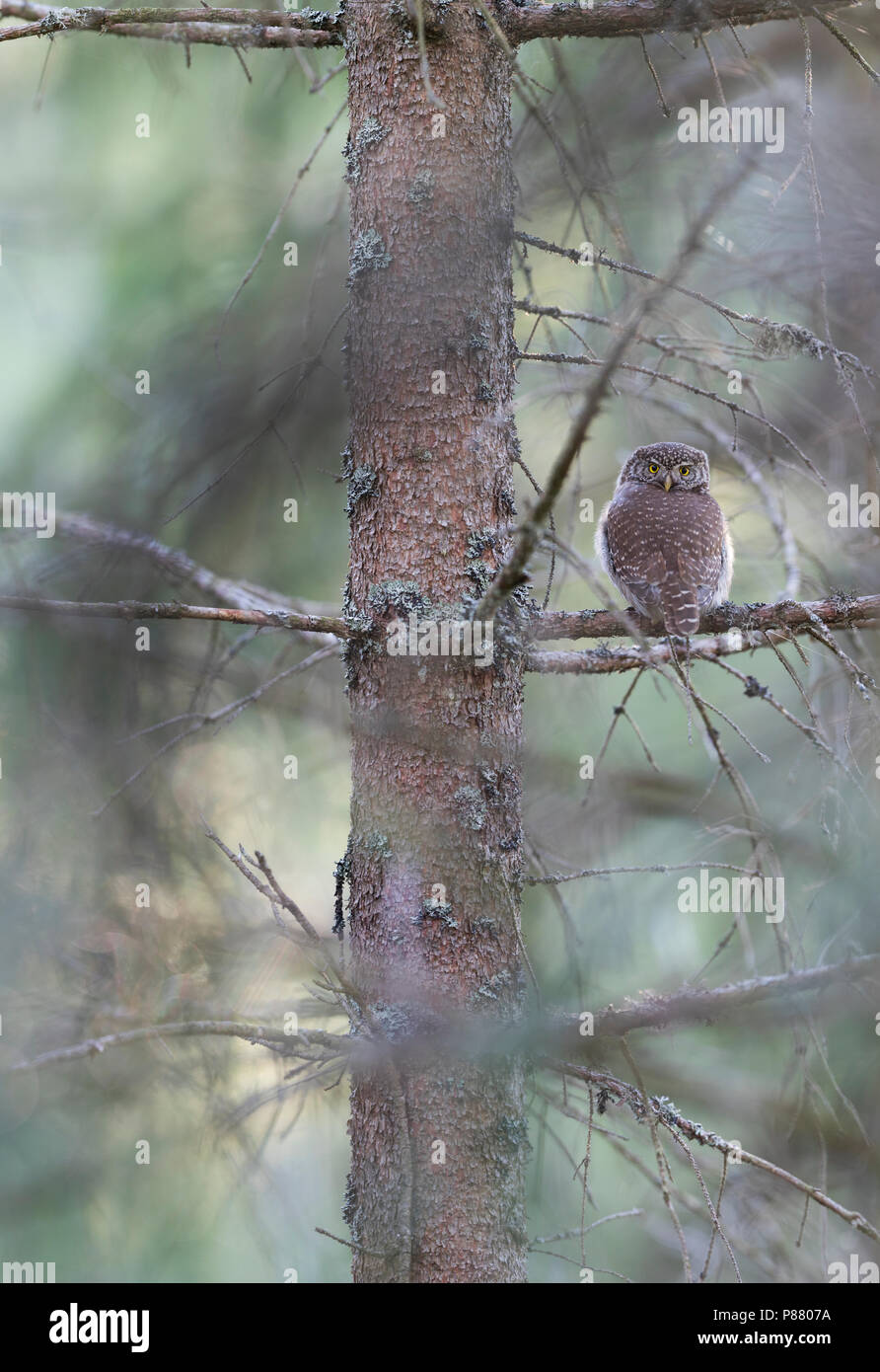 Eurasischen Pygmy-Owl - Sperlingskauz (Glaucidium passerinum passerinum ssp., Deutschland, Erwachsene Stockfoto