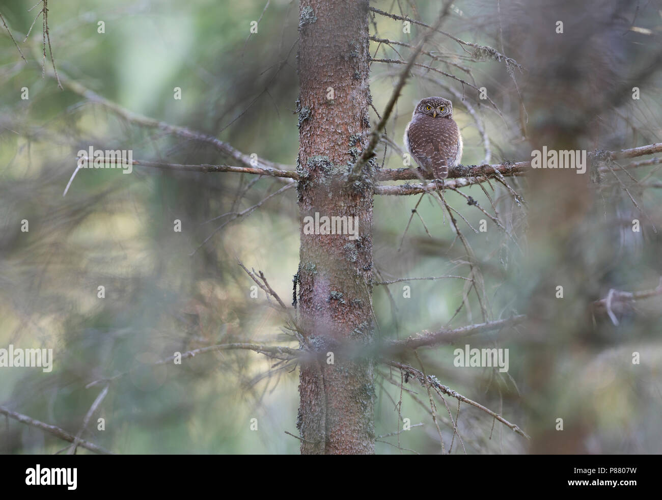 Eurasischen Pygmy-Owl - Sperlingskauz (Glaucidium passerinum passerinum ssp., Deutschland, Erwachsene Stockfoto