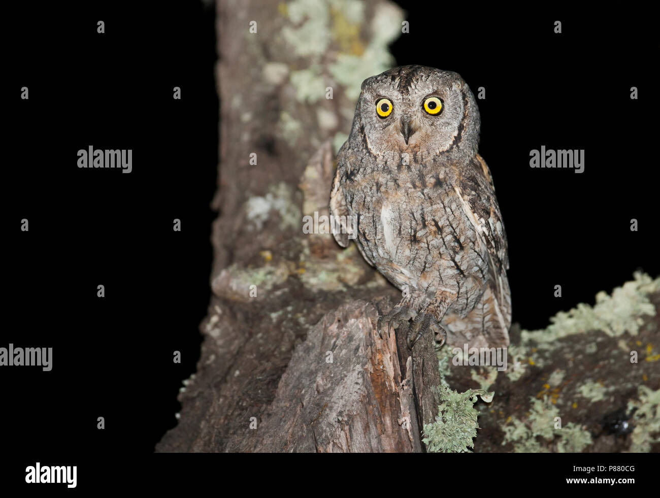 Eurasischen Scops-Owl-zwergohreule - Otus scops scops, Spanien (Mallorca), Erwachsene Stockfoto