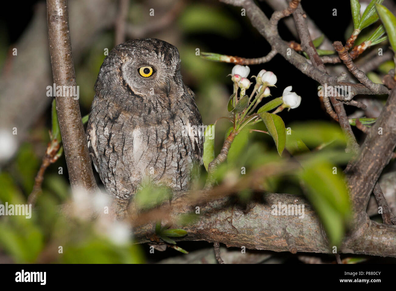 Eurasischen Scops-Owl-zwergohreule - Otus scops scops, Spanien (Mallorca), Erwachsene Stockfoto