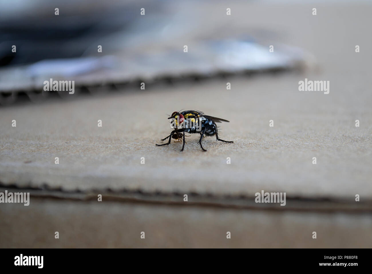 Fliegen Holding eine Ameise auf einem Tisch. Zwei Insekten. Wild life. Stockfoto