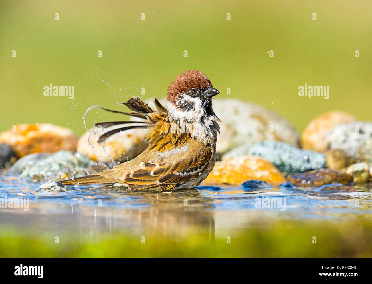 Eurasischen Feldsperling, Ringmus, Passer montanus Stockfoto
