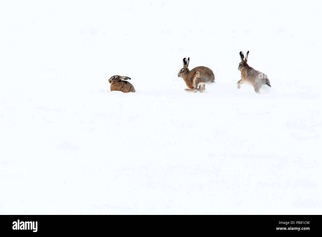 Europese Haas in de sneeuw, Europäische Hase im Schnee Stockfoto