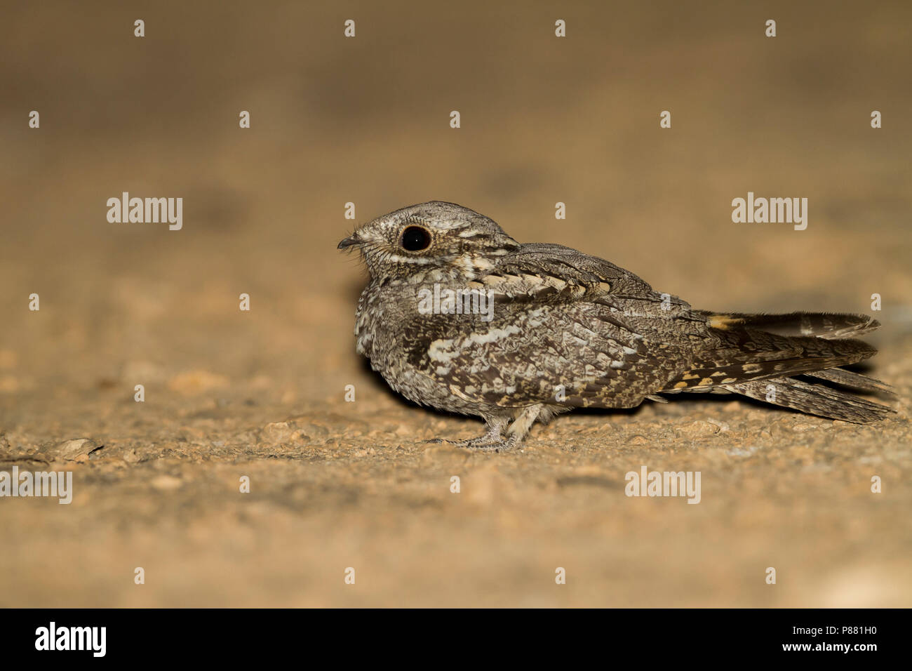 Europäische Nightjar Caprimulgus europaeus - Ziegenmelker -, Oman, erwachsene Frau Stockfoto