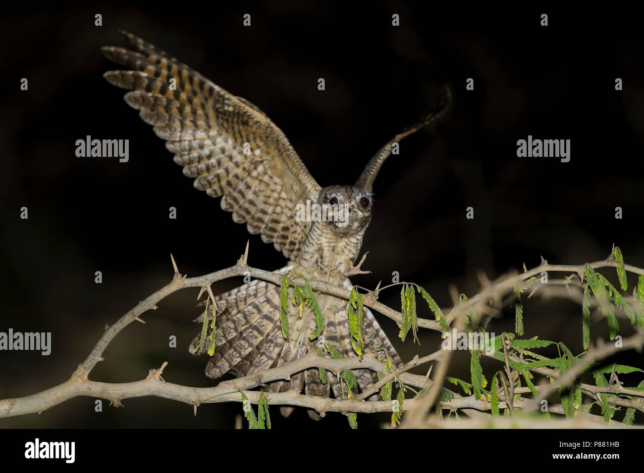 Europäische Nightjar Caprimulgus europaeus - Ziegenmelker -, Oman, erwachsene Frau Stockfoto