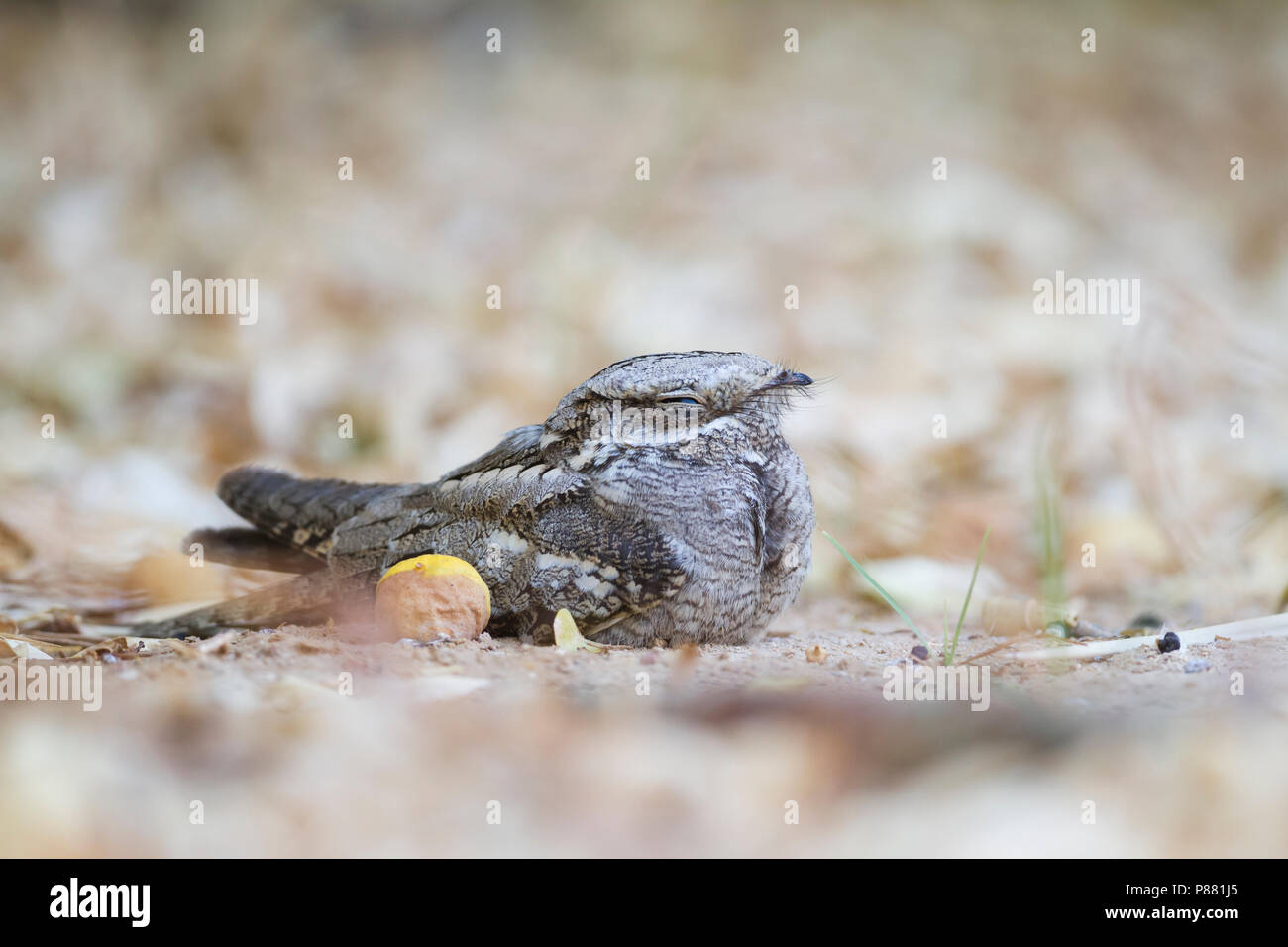 Europäische Nightjar Caprimulgus europaeus - Ziegenmelker -, Oman, Erwachsene Stockfoto