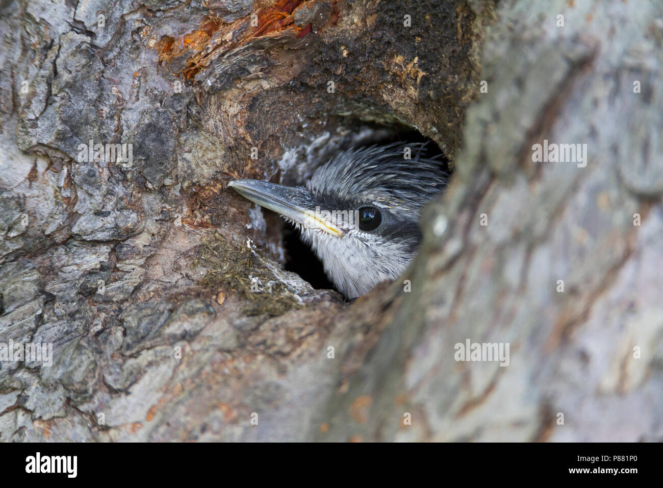 Europäische Kleiber - Kleiber Sitta europaea SSP-. Caesia, Deutschland, Kinder Stockfoto