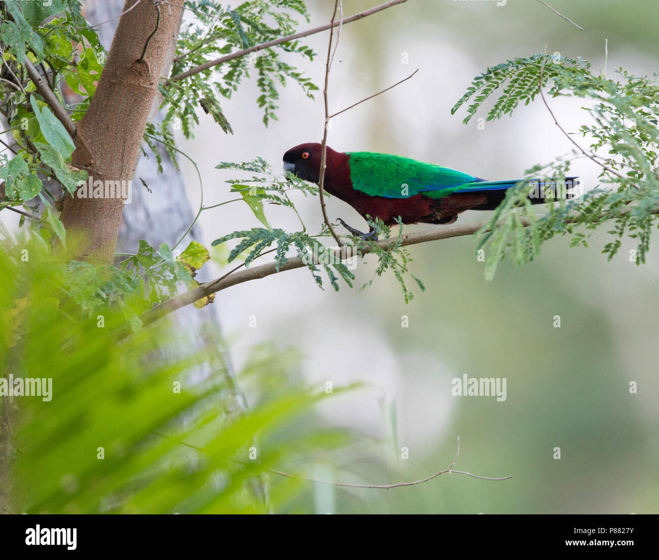 Maroon (Prosopeia tabuensis Shining-Parrot) endemisch ist, zu den Inseln Vanua Levu und Taveuni in Fidschi und auf den Inseln des südlichen eingeführt Stockfoto