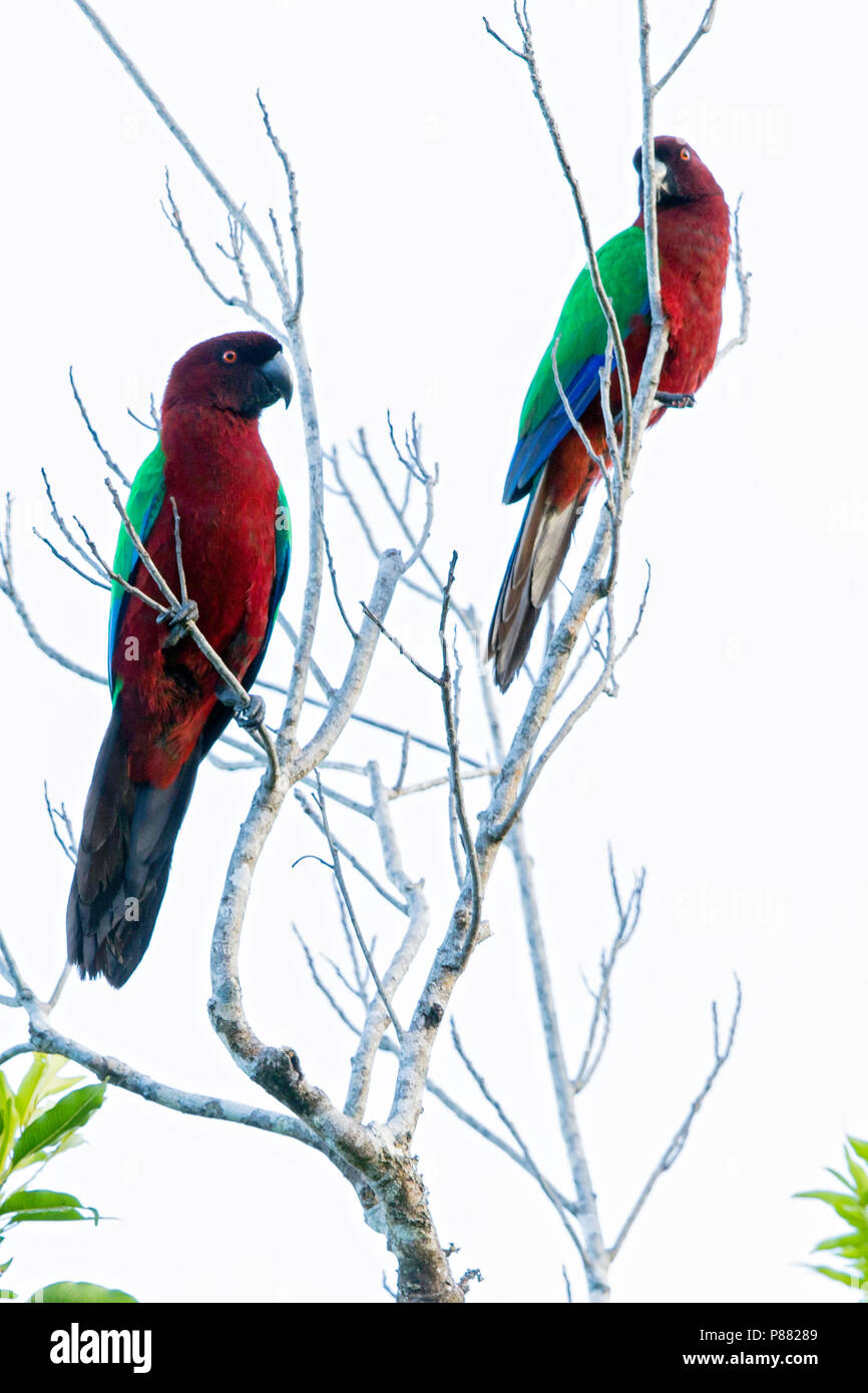 Maroon (Prosopeia tabuensis Shining-Parrot) endemisch ist, zu den Inseln Vanua Levu und Taveuni in Fidschi und auf den Inseln des südlichen eingeführt Stockfoto