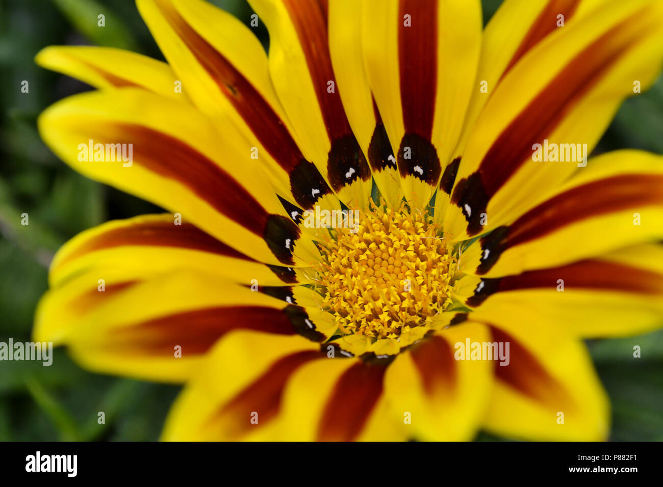 Gelbe gazania Blume in der Natur in einem Sommernachmittag Stockfoto