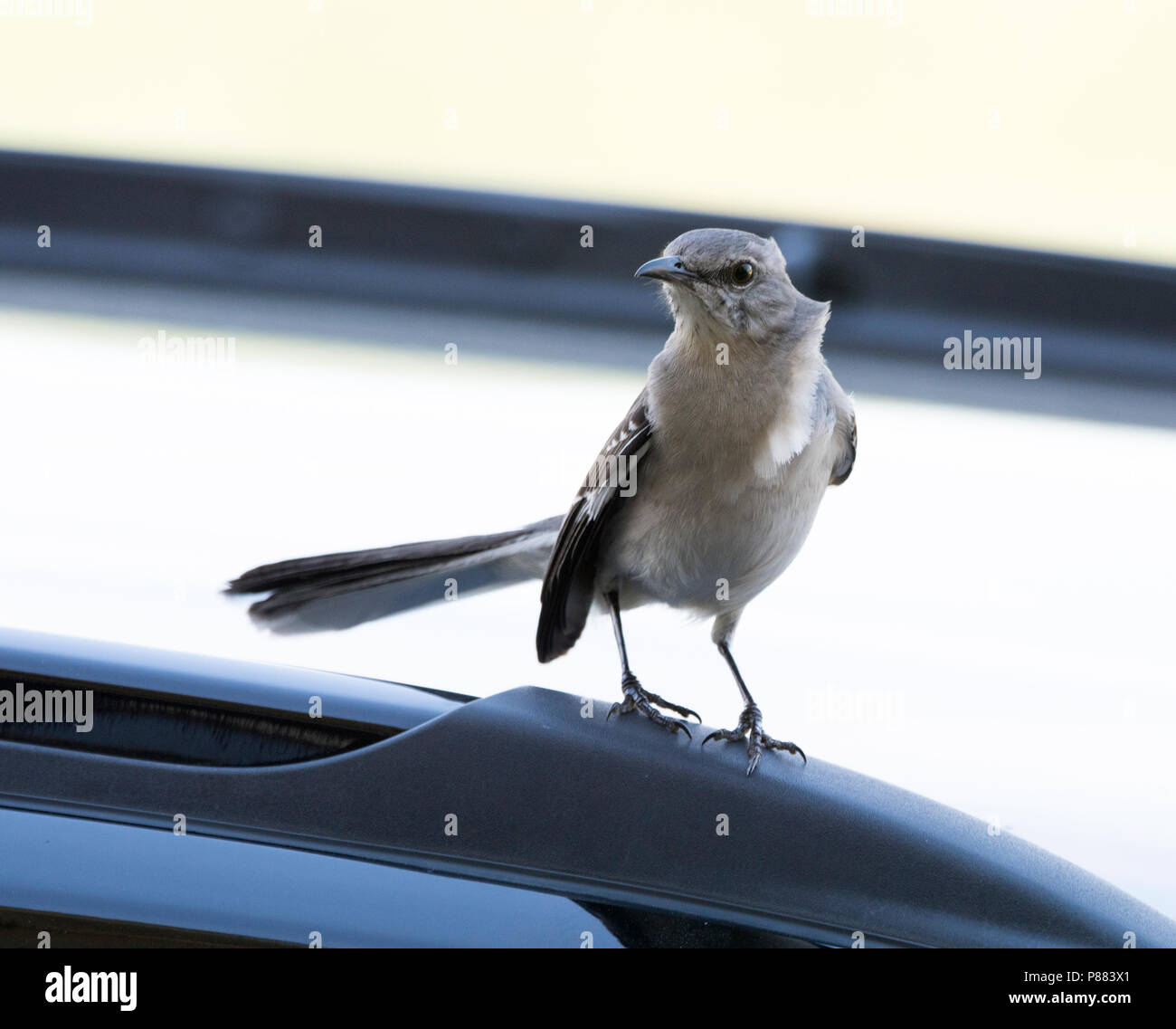 Eine Spottdrossel, Mimus polyglottis, schaut wütend (und ist, aufgrund der Nähe einer Katze, nicht abgebildet). Stockfoto