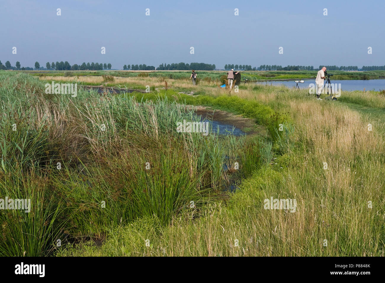 Vogelbeobachter am Groene Jonker im Sommer Stockfoto