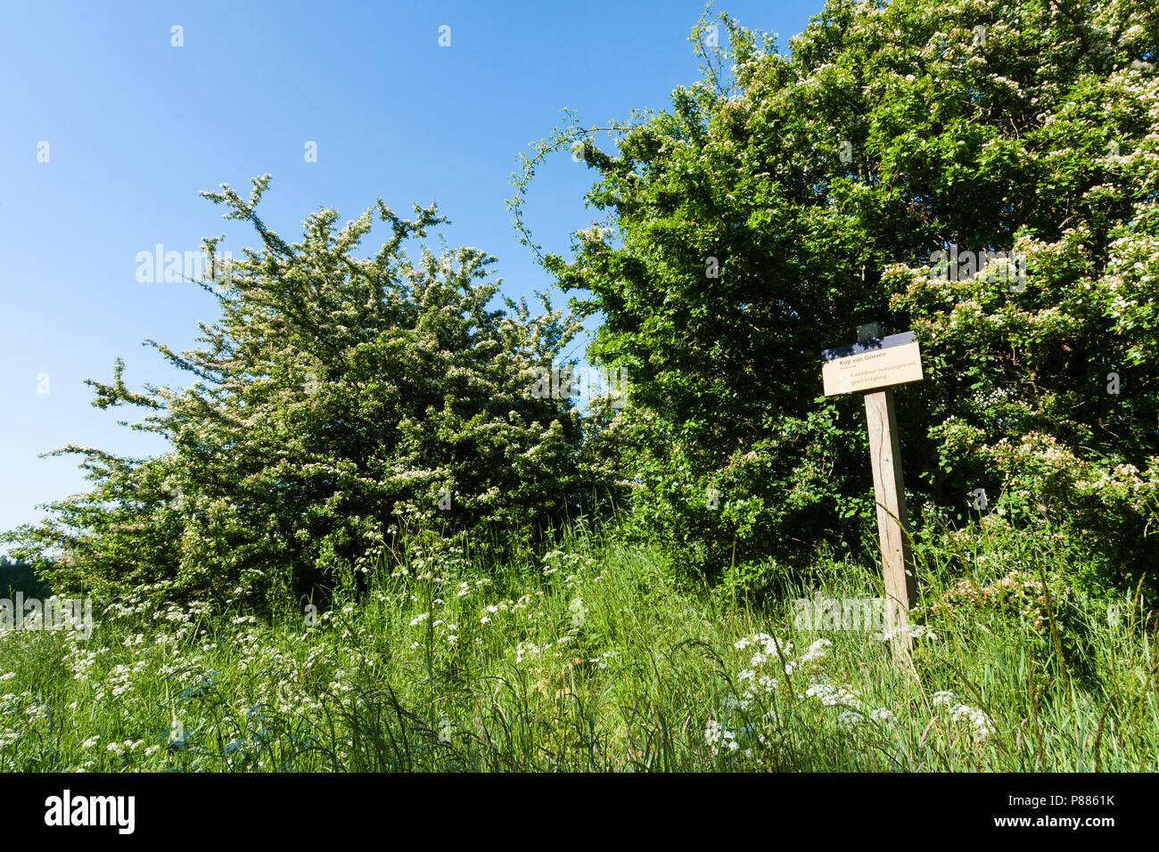 Weißdorn (Crataegus) Sträucher am Kop van Goerree im Frühjahr Stockfoto