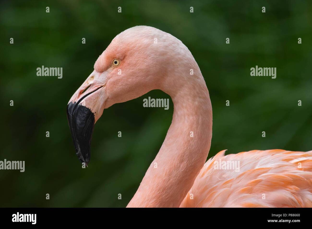 Ein Porträt einer amerikanischen Flamingo. Stockfoto