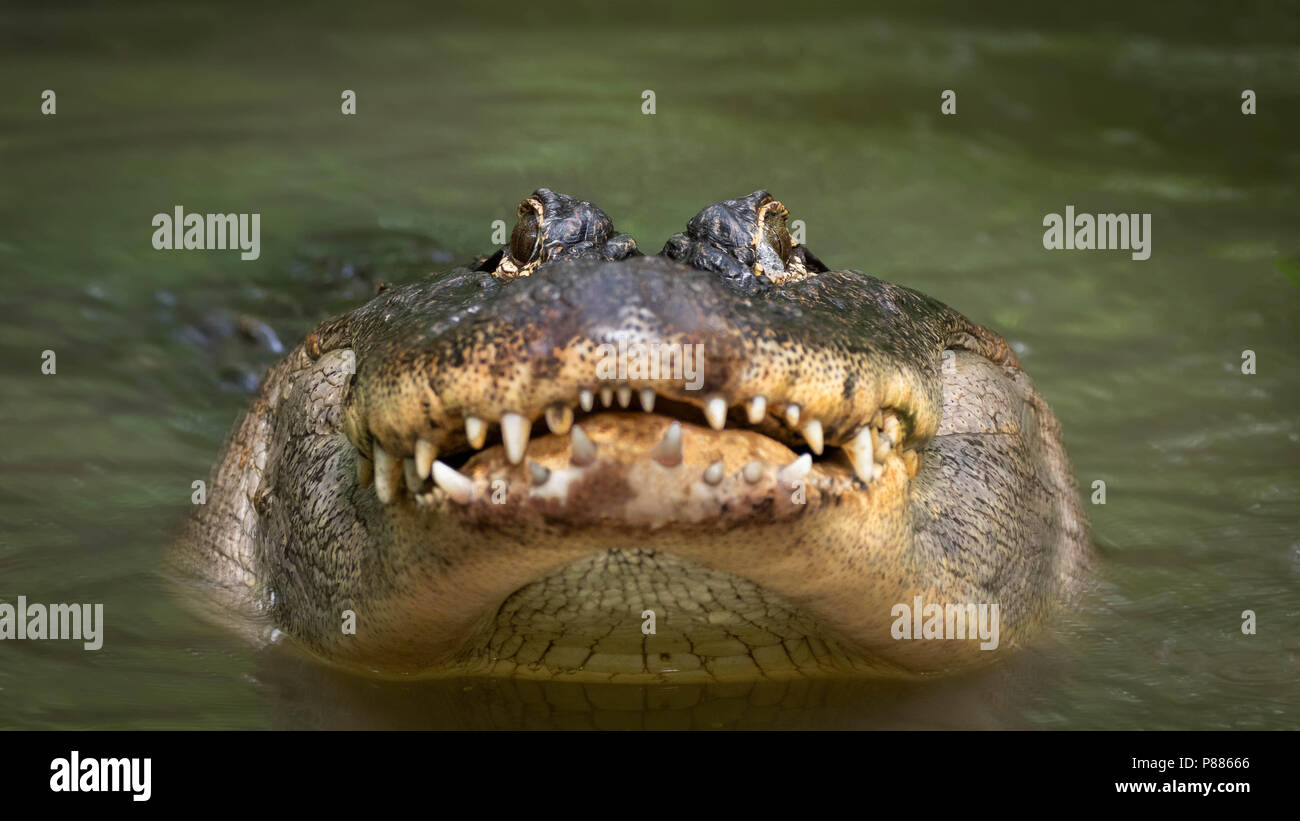 Ein alligator Brüllen meine Anwesenheit. Stockfoto