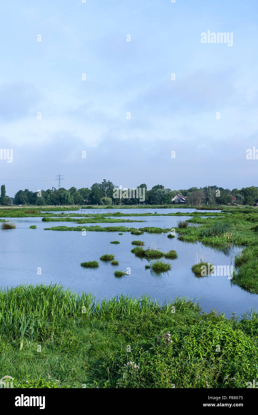 Reedbeds an Poelgeest Polder im Sommer Stockfoto