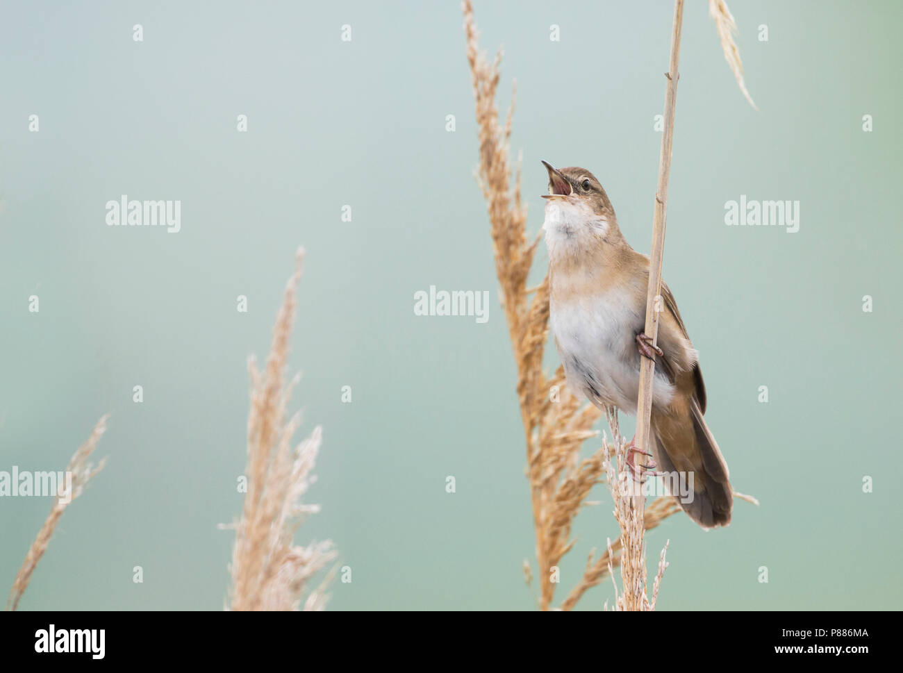 Savis Warbler (Locustella luscinoides), Rumänien Stockfoto