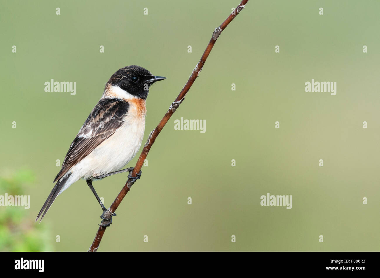 Sibirisches Schwarzkehlchen, Aziatische Roodborsttapuit, Saxicola maurus Stockfoto