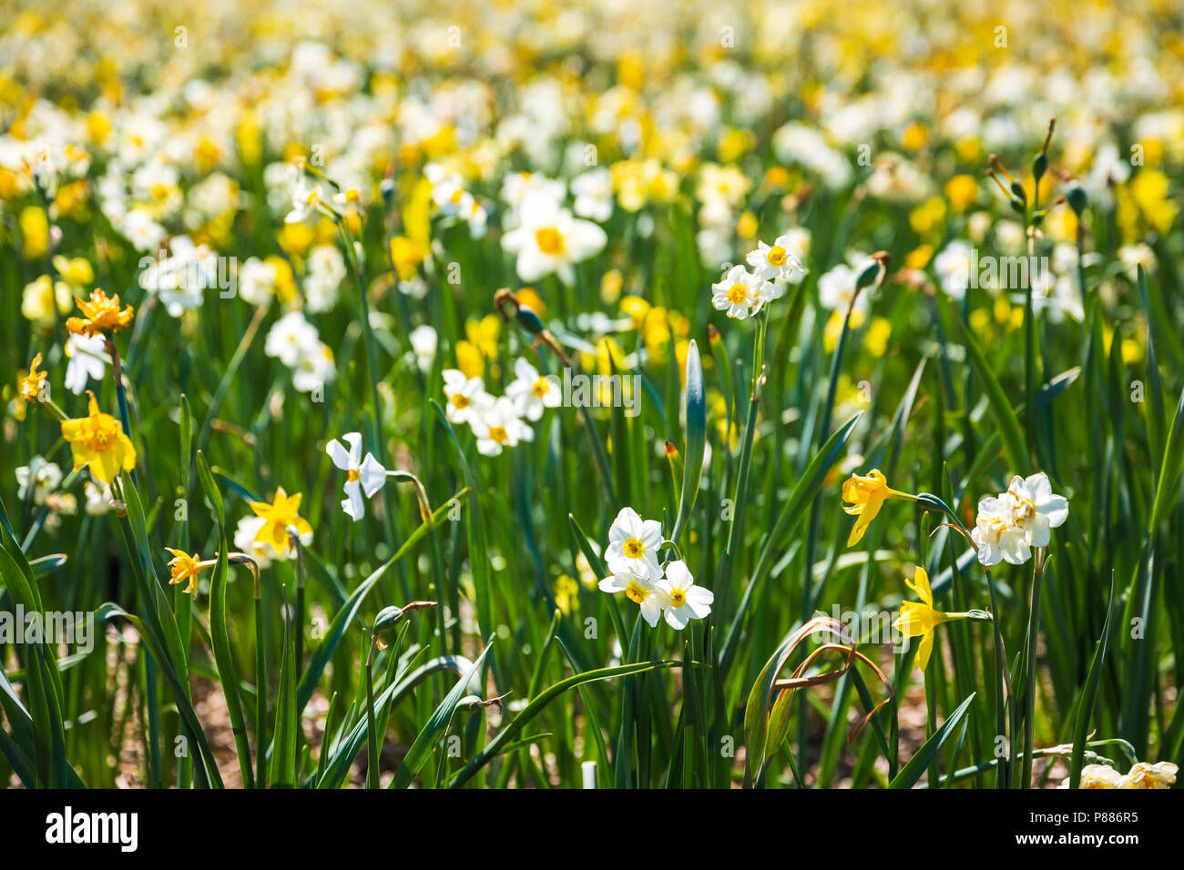 Narzisse Blume oder Fastenzeit Lily, Narcissus pseudonarcissus, blühen in den Dutch Flower Felder im Frühling an einem sonnigen Tag und dem klaren, blauen Himmel in Drenth Stockfoto