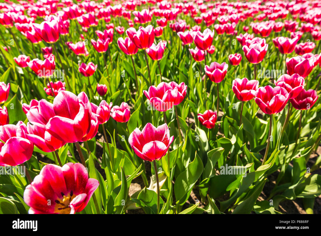 Nahaufnahme von roten und weißen geflammt Tulpen in einer holländischen Tulpen Feld Beet unter einem blauen Himmel während der Saison Frühjahr in Drenthe, Niederlande Stockfoto