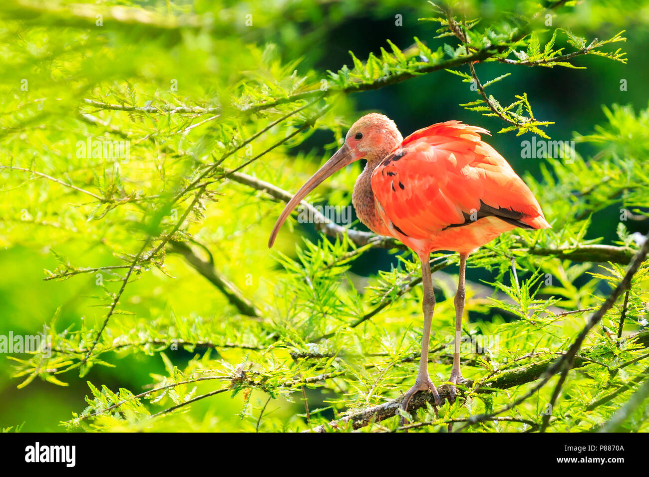 Scarlet Ibis Vogel (Eudocimus ruber) in einem Baum gehockt, Putzen und seine Flügel trocknen in der Sonne. Es ist eines der beiden nationalen Vögel von Trinidad und T Stockfoto