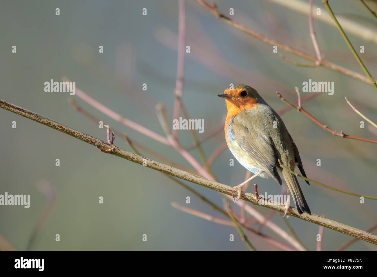 Europäische Robin (Erithacus Rubecula) Gesang in Sonnenstrahlen Sonnenlicht während der Paarungszeit im Frühling. Stockfoto