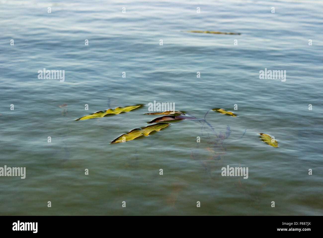 Die Blätter der schwebenden pondweed Punkt der Oberfläche eines Lager tank auf einer Ranch in der Sandhills. Die Sandhills sind eine einzigartige Funktion nach Nebraska. Stockfoto
