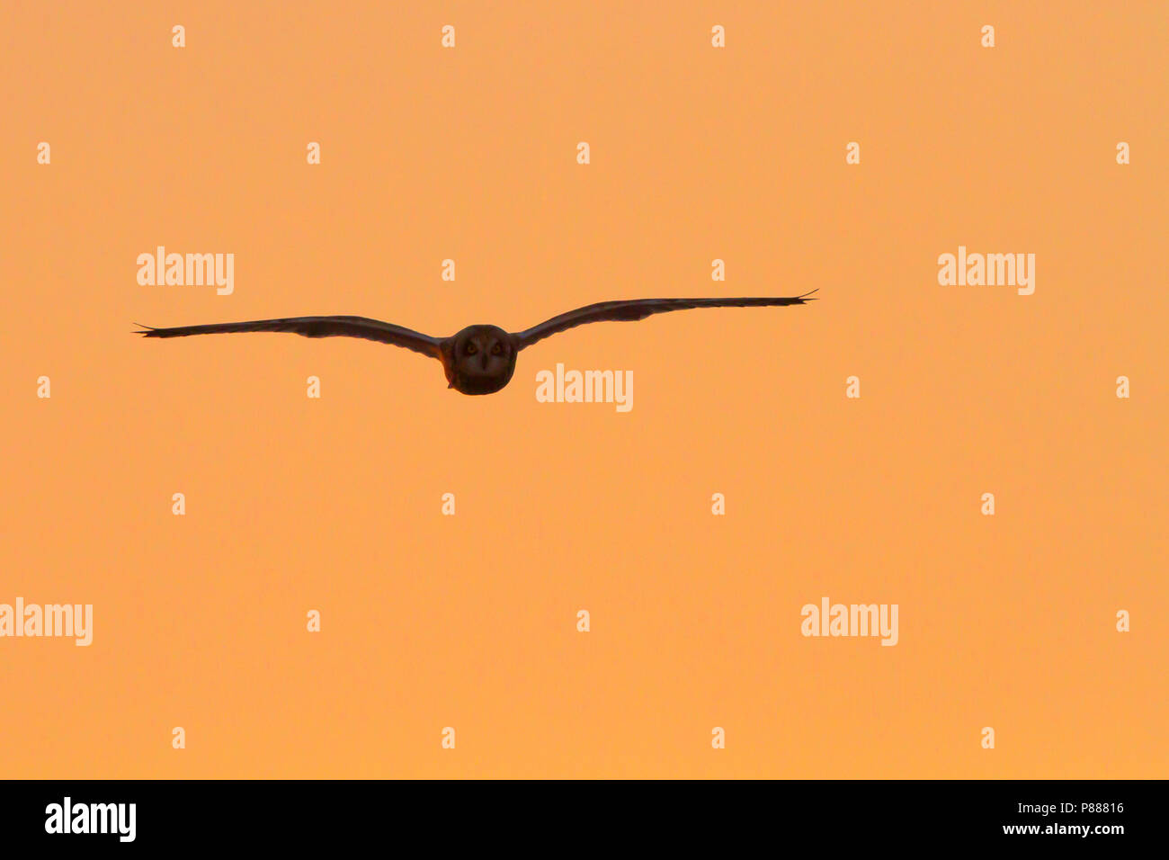 Sumpfohreule im Flug gegen orange Hintergrund Stockfoto