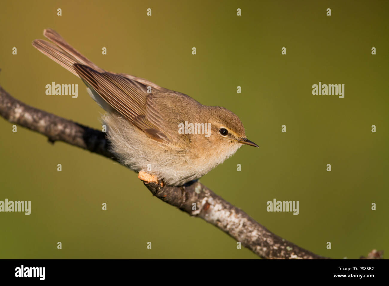 Siberian Chiffchaff Phylloscopus Collybita Tristis Stockfotos und