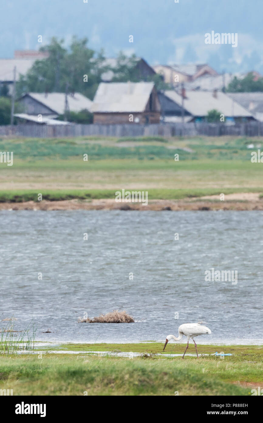 Kritisch bedrohte Sibirische Kraniche (Leucogeranus leucogeranus), Russland (Baikalsee), Erwachsener. Die Weltbevölkerung wird geschätzt rund 3200 - 4000 in Stockfoto