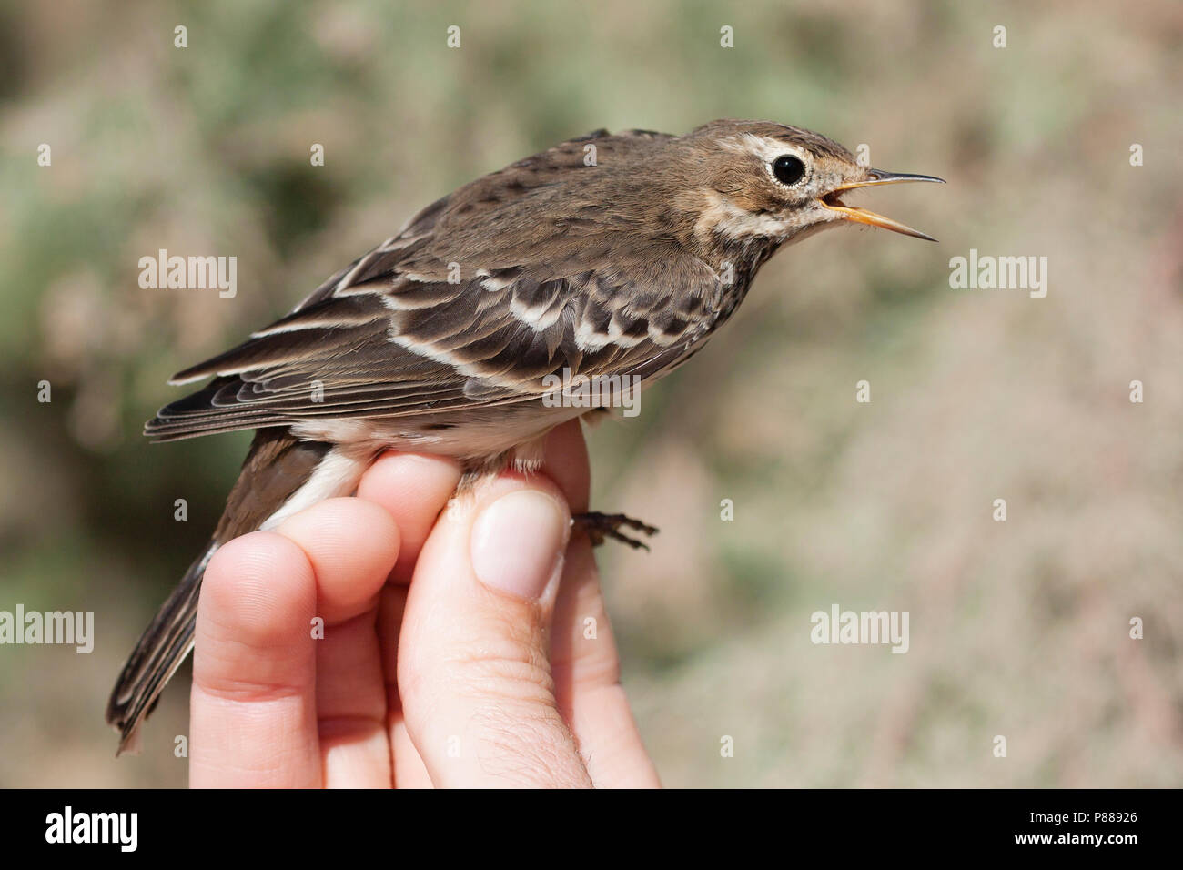 Pacifische Waterpieper, sibirische Buff-bellied Pieper, Anthus rubescens Stockfoto