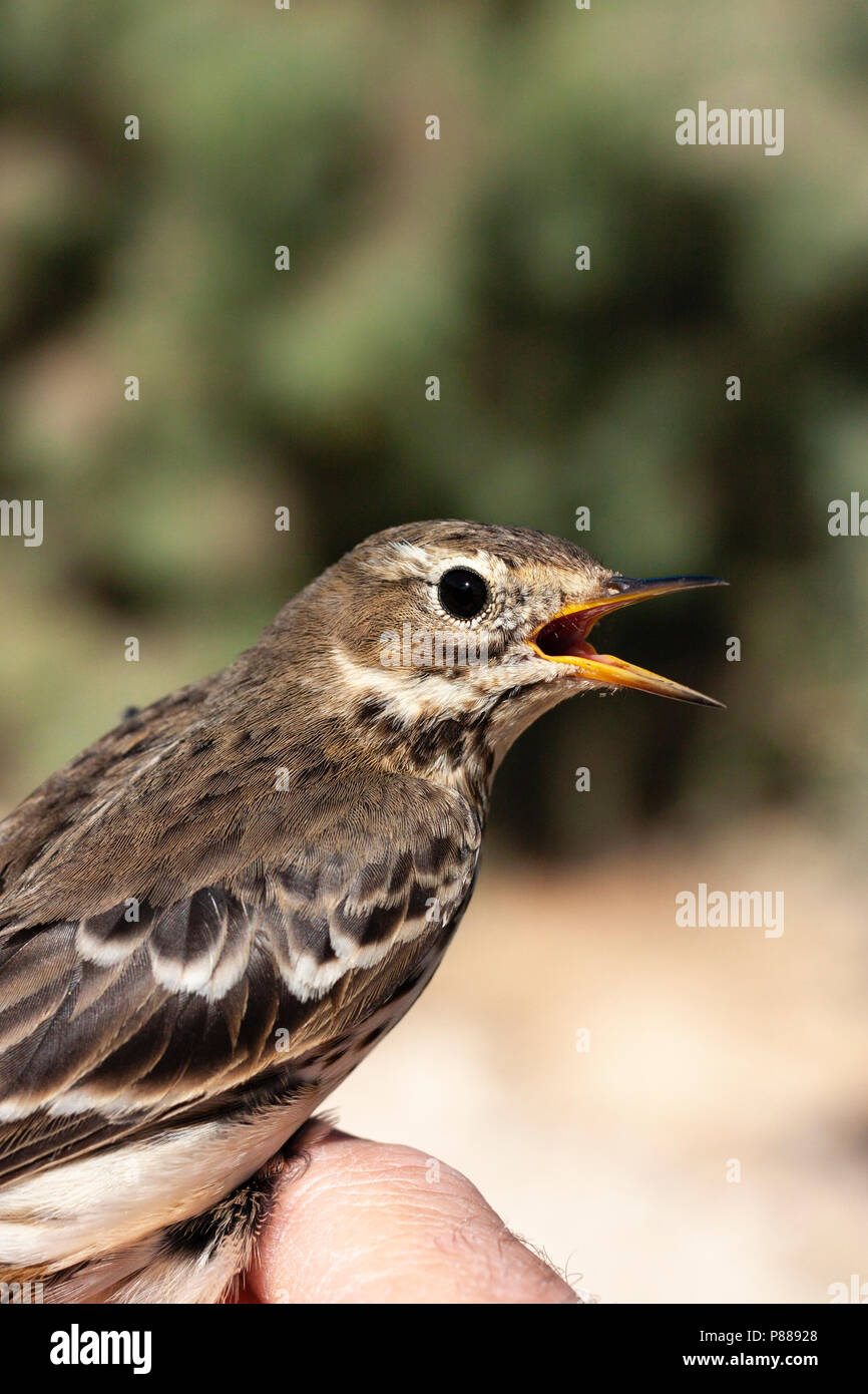 Pacifische Waterpieper, sibirische Buff-bellied Pieper, Anthus rubescens Stockfoto