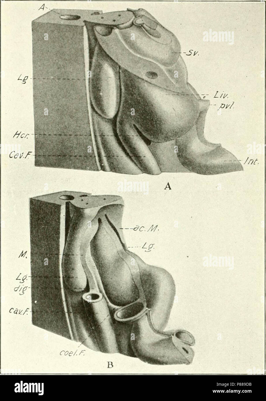 "Die Entwicklung der Küken; eine Einführung in die embryologie' (1908) Stockfoto