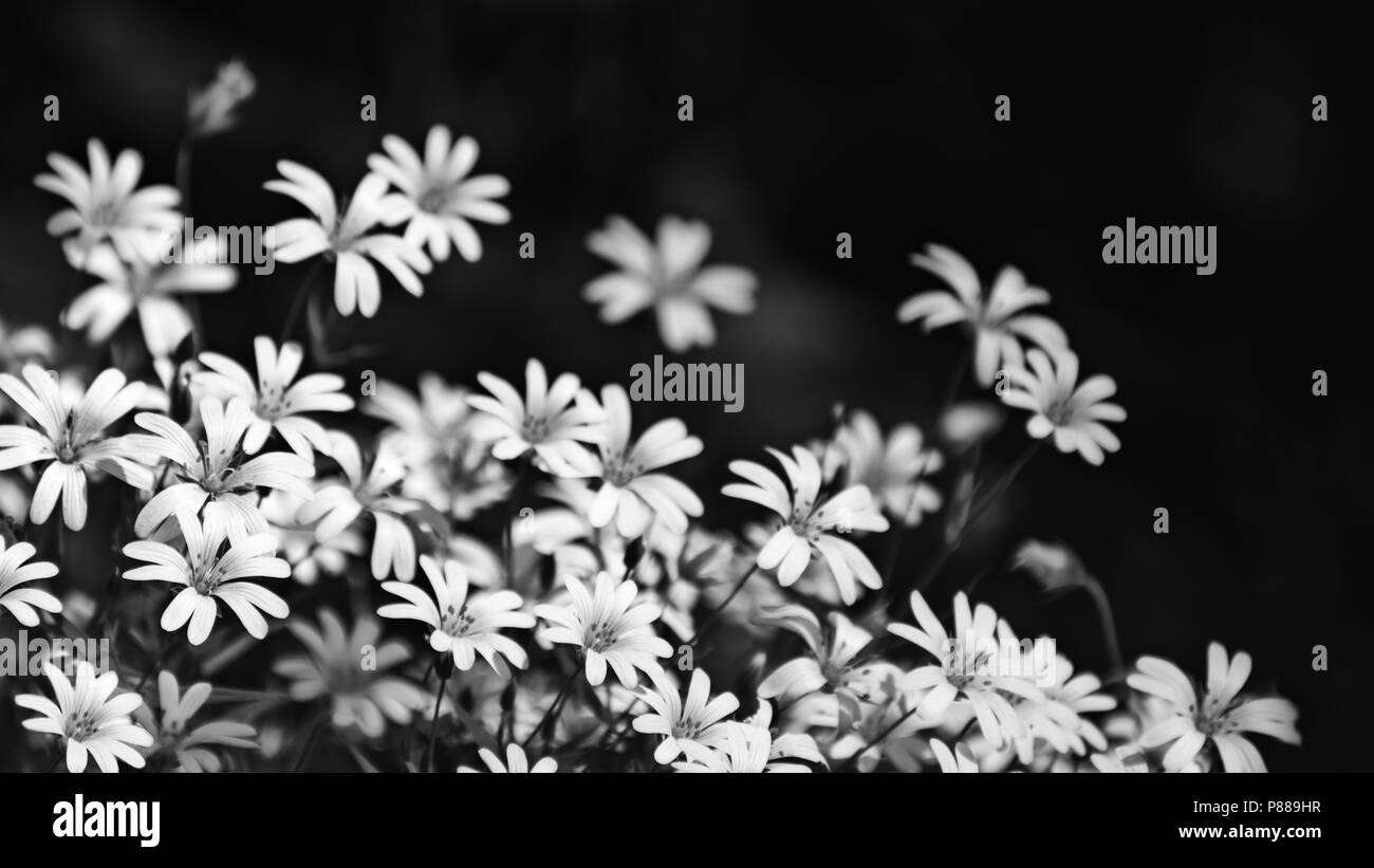 Schöne vogelmiere Blumen in Schwarz und Weiß. Stellaria graminea. Romantische floral background. Abstrakte Kunst in der Nähe von blühenden wilden Kräutern. Stockfoto