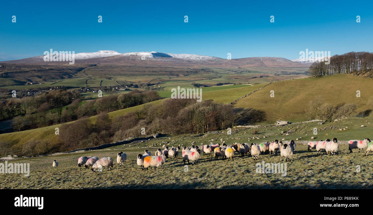 Schafe in einer verschneiten Landschaft der Yorkshire Dales, Donnerstag, 28. Dezember 2017, Yorkshire Dales, England. Stockfoto