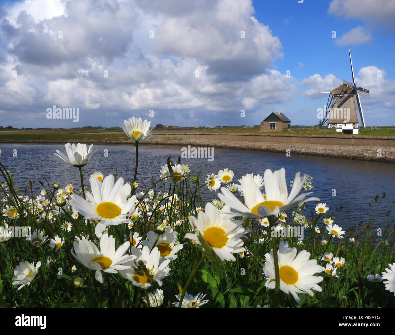 Madeliefjes op Texel; Englisch Daisy auf Texel, Niederlande Stockfoto