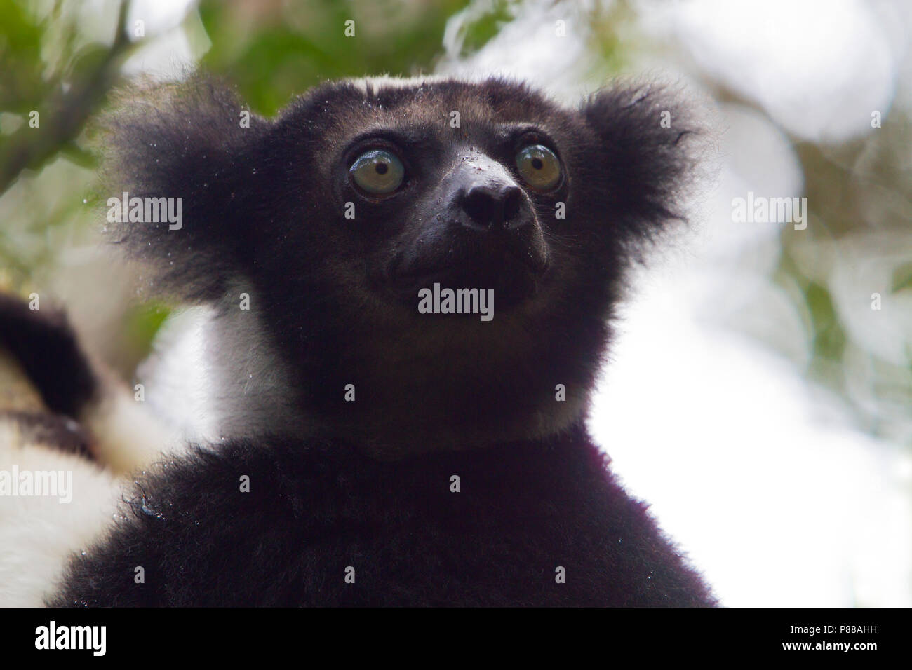 (Indri Indri indri) ein kritisch bedrohte lemur Art aus Madagaskar. Stockfoto