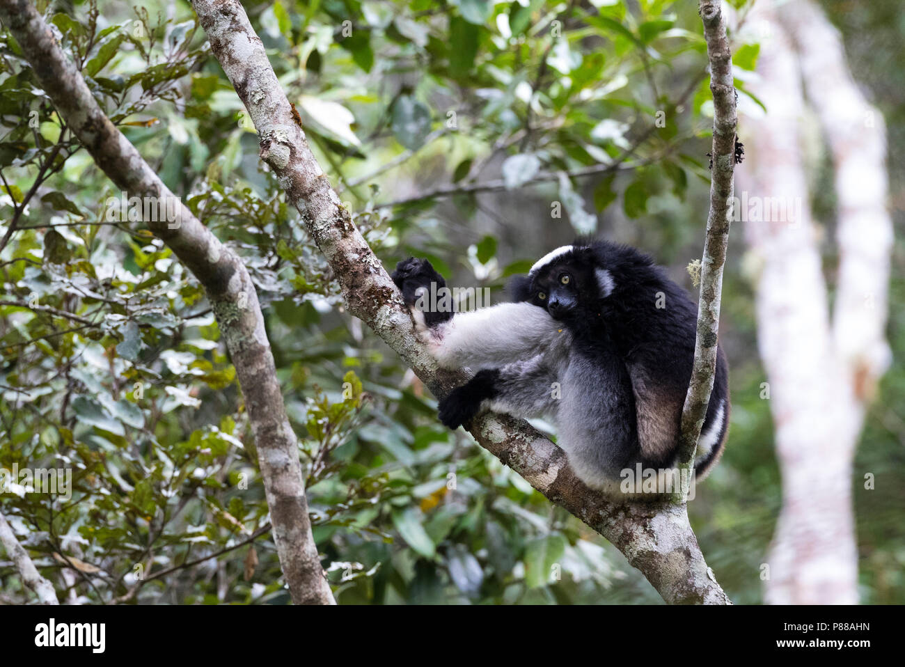Slapende schlafen Indri Indri; Stockfoto