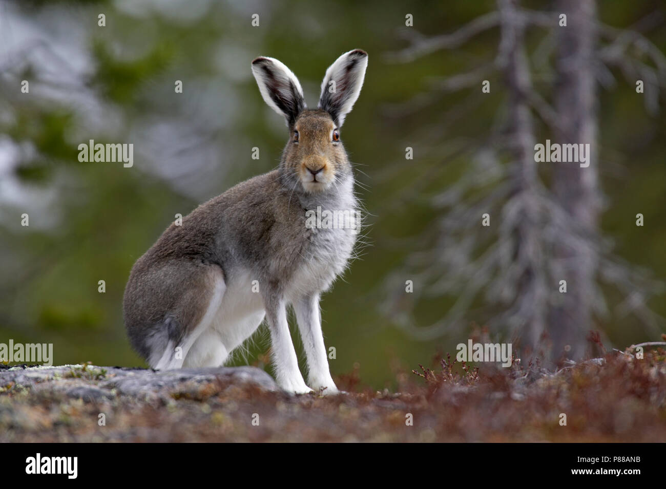 Sneeuwhaas, Schneehase, Lepus timidus Stockfoto
