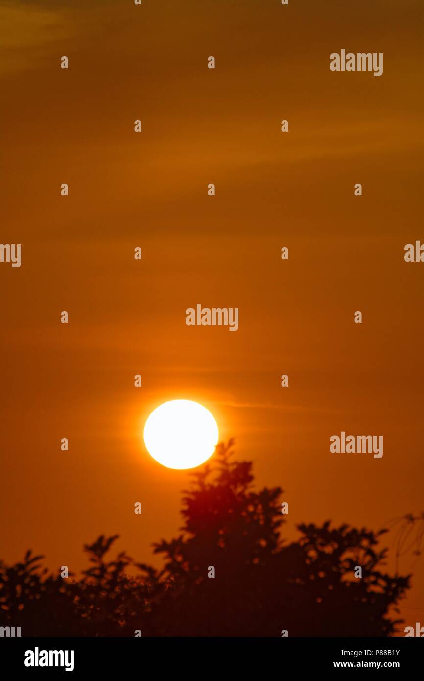 Große untergehende Sonne gegen eine klare orange sky mit Gebüsch im Vordergrund. Stockfoto