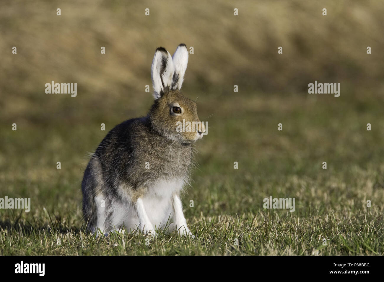 Sneeuwhaas, Schneehase, Lepus timidus Stockfoto