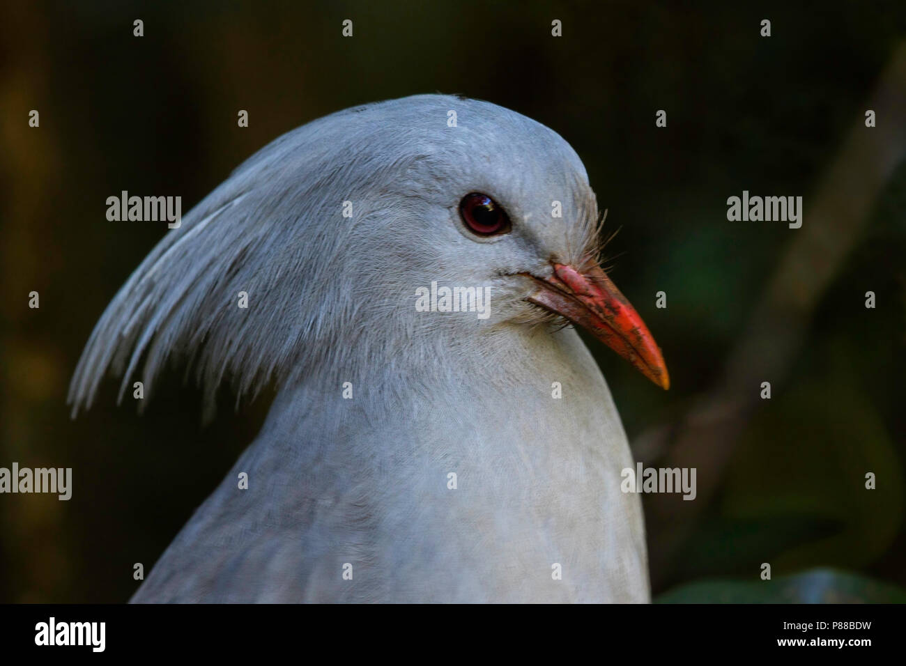 Kagu (Rhynochetos jubatus) ist ein CRESTED, langbeinige, und bläulich-graue Vogel endemisch in den dichten Bergwäldern von Neukaledonien. Stockfoto