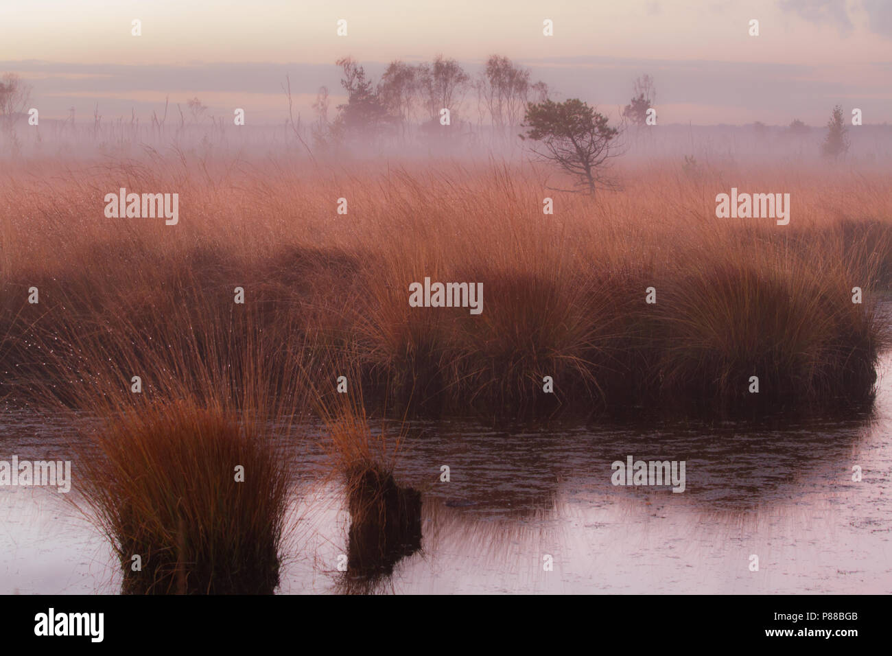 Natuurgebied Kalmhoutse Heide in prachtige najaarskleuren Stockfoto